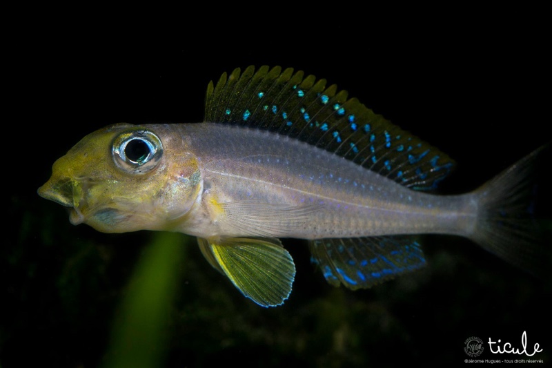 Xenotilapia sp. 'papilio sunflower' Chituta Bay